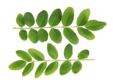 yeşil yapraklar beyaz üzerinde izole