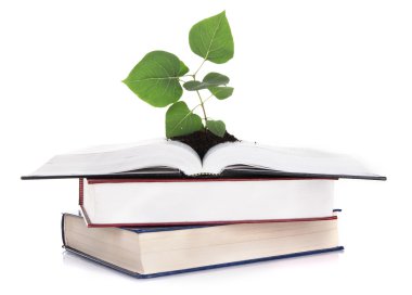 bitki üzerinde beyaz izole kitap