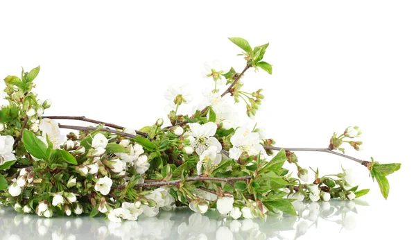 Blommande grenar isolerad på vit — Stockfoto