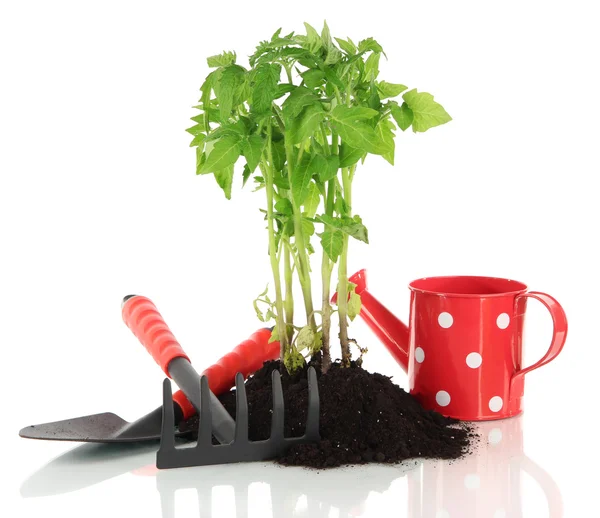 Jeune plante dans le sol isolé sur blanc — Photo