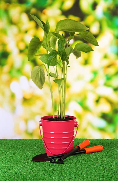 Jovem planta em balde na grama no fundo brilhante — Fotografia de Stock