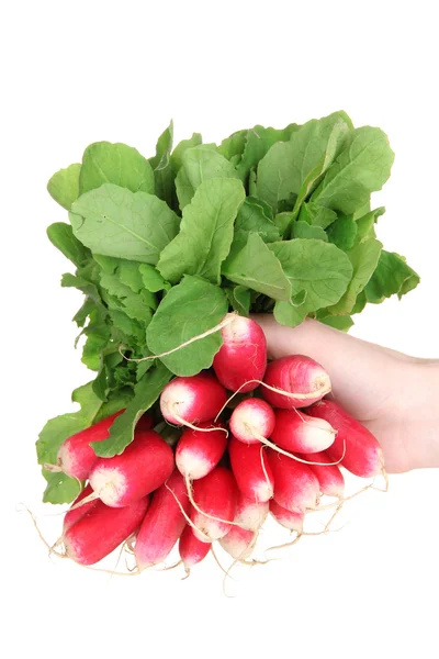 Rábano de jardín pequeño con hojas en mano aisladas en blanco — Foto de Stock