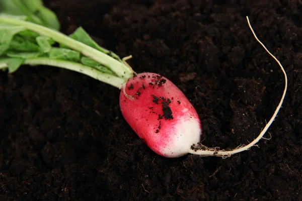 Garden radish in bed close up — Stock Photo, Image