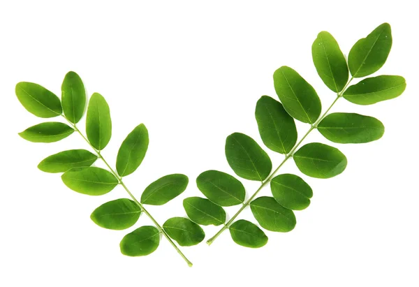 Groene bladeren geïsoleerd op wit — Stockfoto