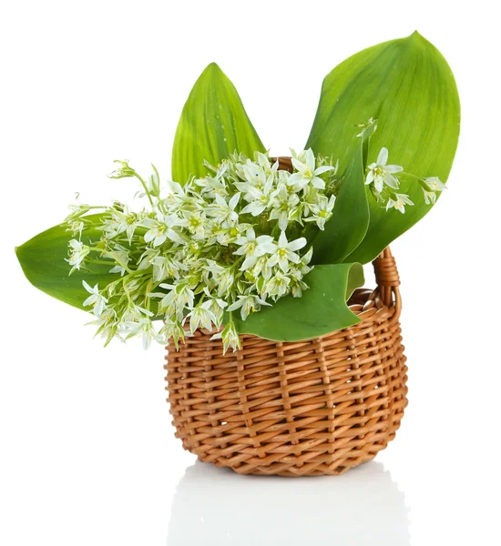 Beautiful mountain daffodils in wicker basket, isolated on white — Stock Photo, Image