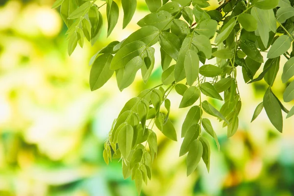 Groene bladeren op lichte achtergrond — Stockfoto