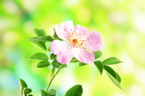 Ισχίου ροδαλό λουλούδι σε πράσινο φόντο — Φωτογραφία Αρχείου