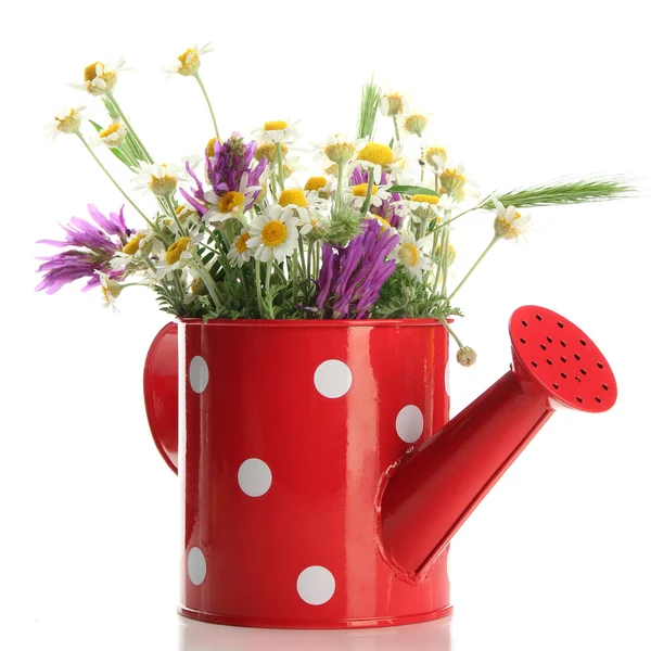 Beautiful wild flowers in watering can, isolated on white — Stock Photo, Image