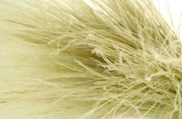 Herbe ou aiguille de plumes Herbe, Nassella tenuissima, gros plan — Photo