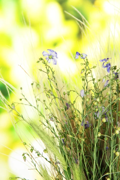 Ramo de flores y hierbas silvestres, sobre fondo brillante — Foto de Stock