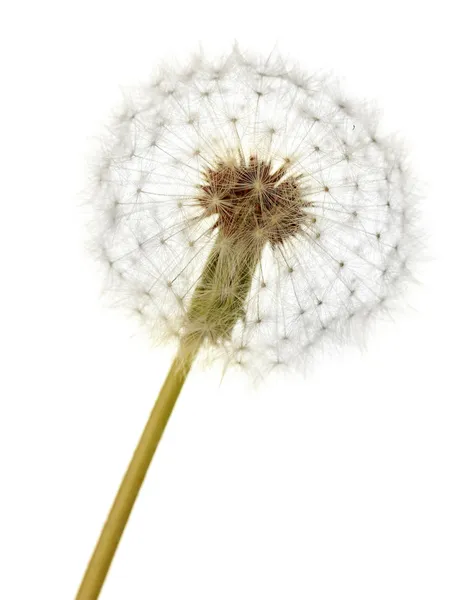 Dandelion isolated on white — Stock fotografie