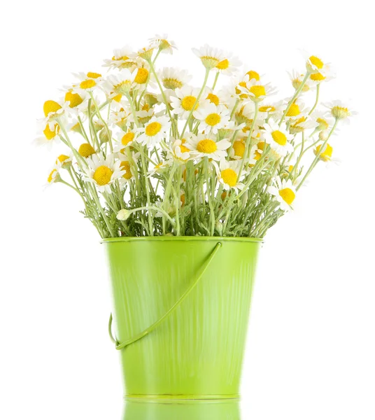 Many chamomile in bucket isolated on white — Stock Photo, Image