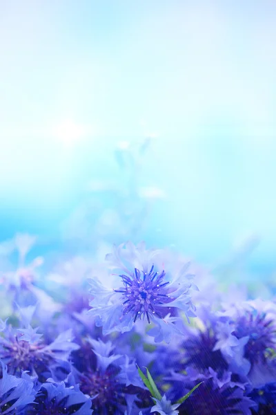 파란색 바탕에 cornflowers의 아름 다운 부케 — 스톡 사진