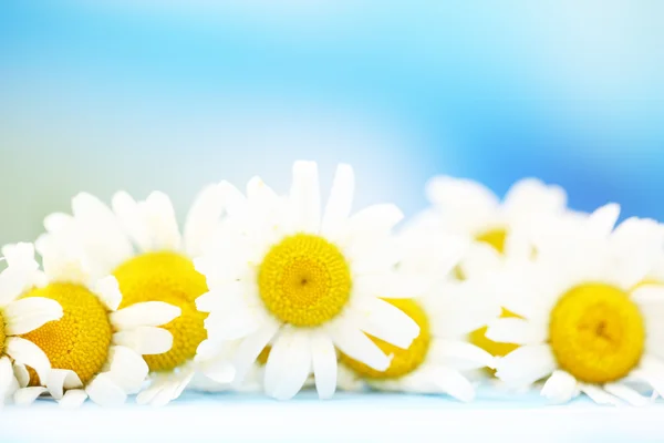 Schöne wilde Kamillen, auf blauem Hintergrund — Stockfoto