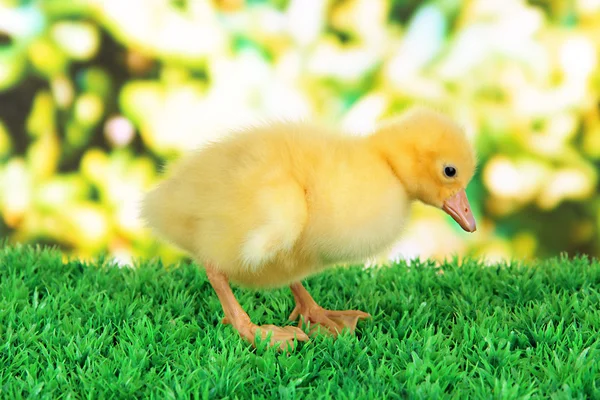 Çimenlerin üzerinde parlak bir arka plan üzerinde küçük ördek yavrusu — Stok fotoğraf