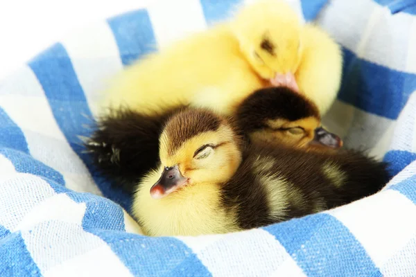 Niedliche Entchen auf farbigem Stoff, Nahaufnahme — Stockfoto