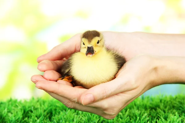 Hand with cute duckling, on bright background — Stock Photo, Image