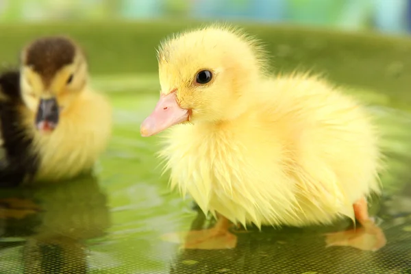 水泳、明るい背景にかわいいアヒルの子 — ストック写真