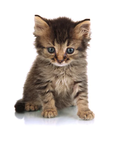 Pequeno gatinho isolado em branco — Fotografia de Stock