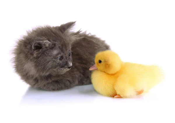 Gatinho pequeno e patinho isolado em branco — Fotografia de Stock