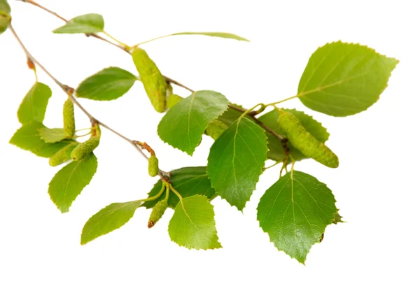 Foglie di betulla verde isolate su bianco — Foto Stock