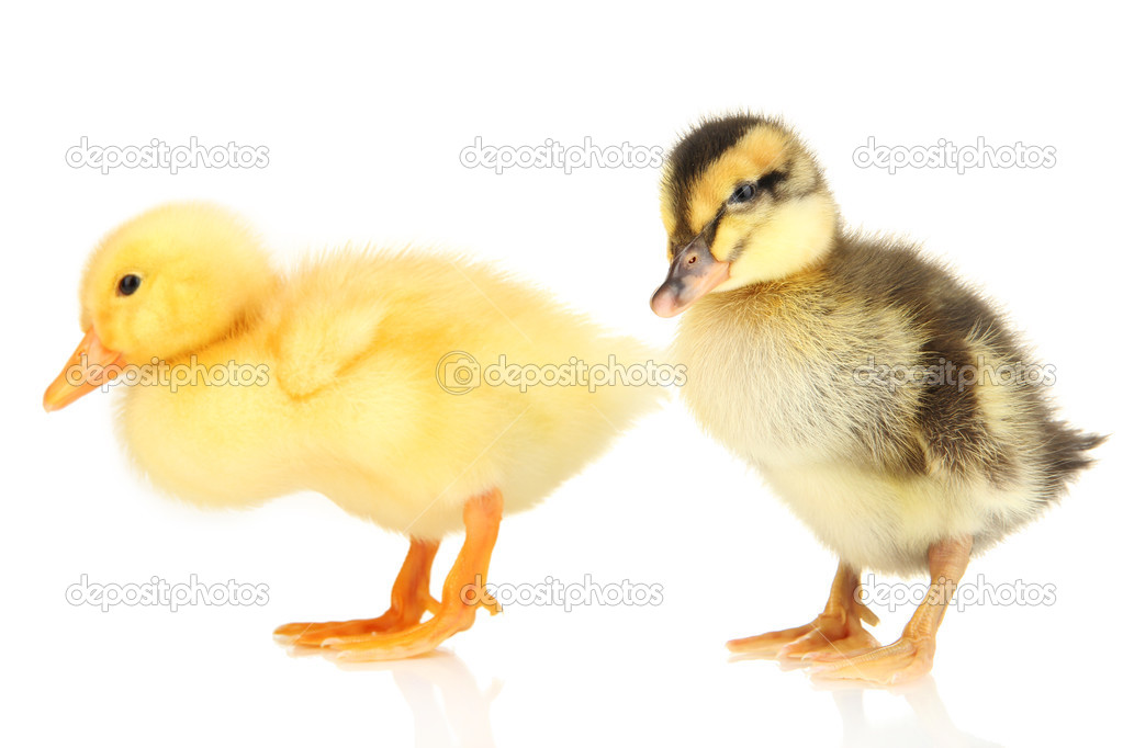 Cute ducklings isolated on white