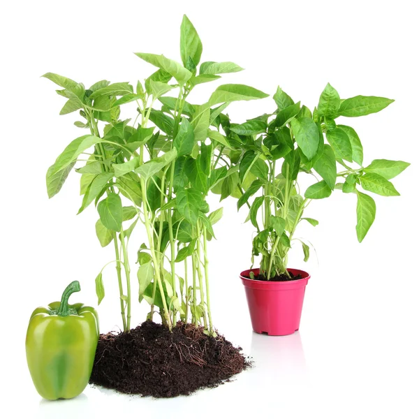 Pepper seedlings isolated on white — Stock Photo, Image