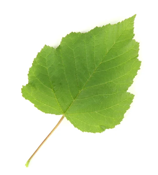 Grünes Blatt isoliert auf weiß — Stockfoto