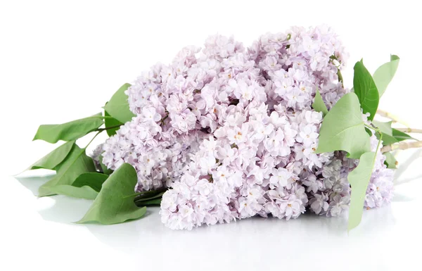Mooie lila bloemen geïsoleerd op wit — Stockfoto