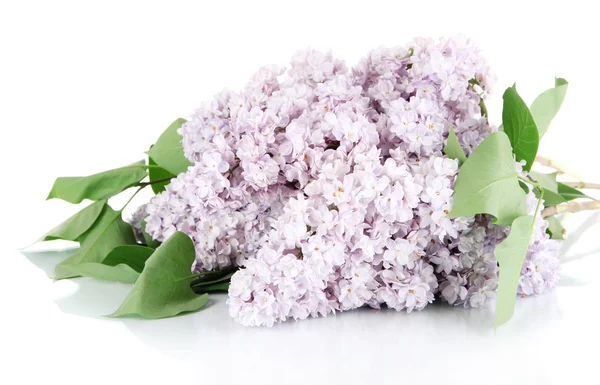 Beautiful lilac flowers isolated on white — Stock Photo, Image