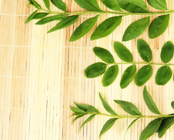 竹マットの背景に緑色を葉します。 — ストック写真