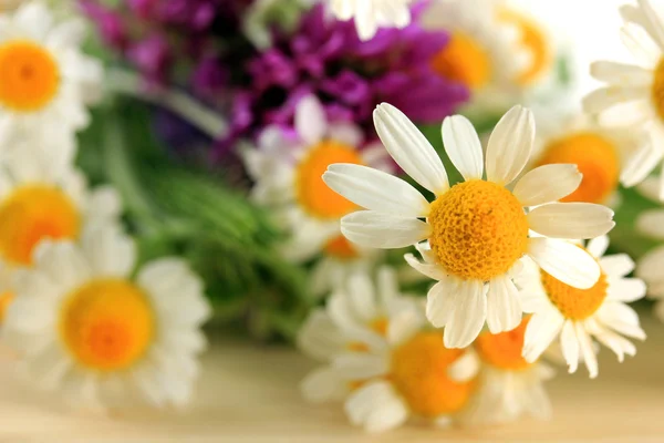 Beautiful wild flowers, close up — Stock Photo, Image