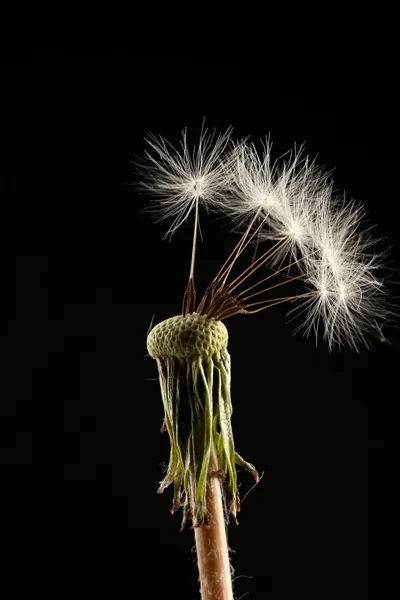 Beautiful dandelion with seeds on black background — Stock Photo, Image