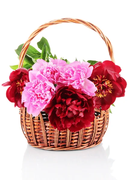 Beautiful peonies in wicker basket isolated on white — Stock Photo, Image