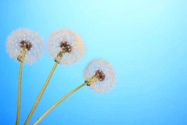 Denti di leone su sfondo blu — Foto Stock