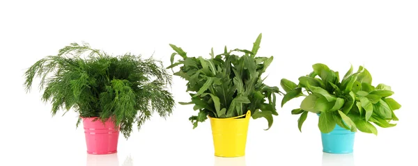 Fresh herb in colorful pails isolated on white — Stock Photo, Image