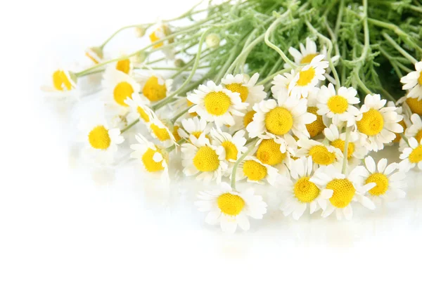 Many chamomile isolated on white — Stock Photo, Image