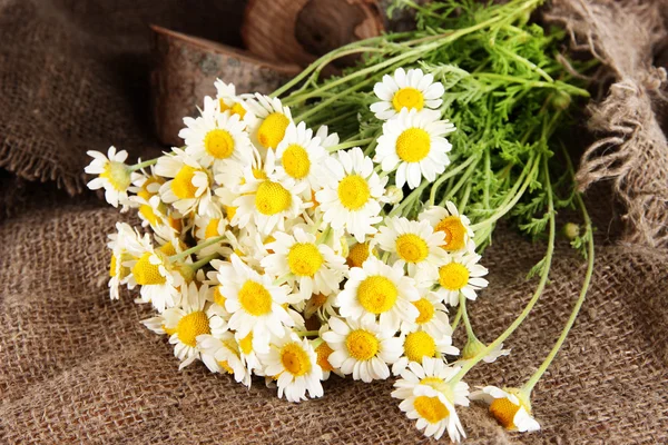 Many chamomile on sacking background — Stock Photo, Image