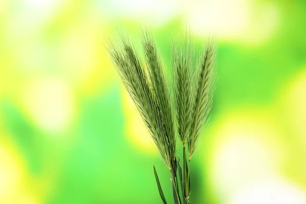 Spikelets no fundo da natureza — Fotografia de Stock