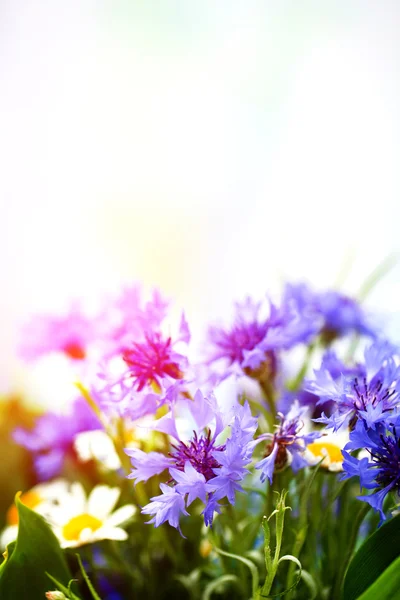 Lindas flores de milho e camomilas — Fotografia de Stock