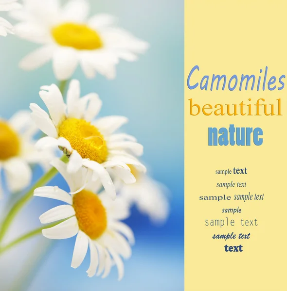 Beautiful wild chamomiles, outdoors — Stock Photo, Image