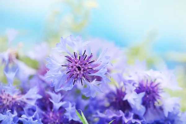 Belo buquê de flores de milho no fundo azul — Fotografia de Stock