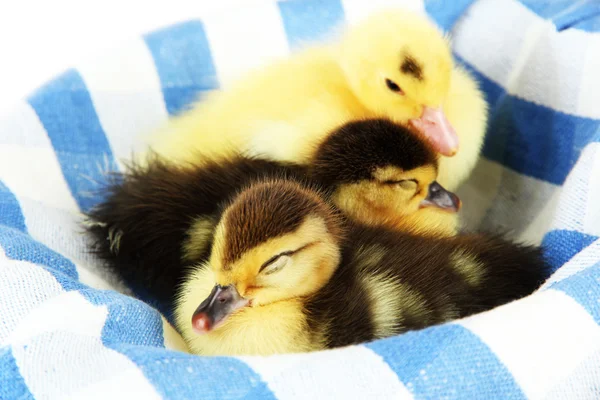 Patos bonitos em tecido colorido, close-up — Fotografia de Stock
