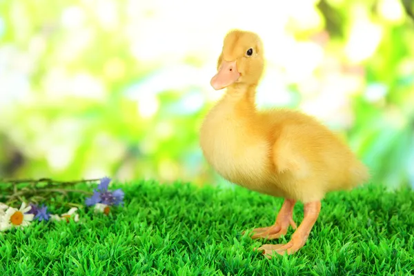 Niedliches Entlein auf grünem Gras, auf hellem Hintergrund — Stockfoto