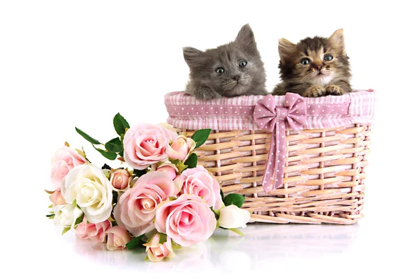 Small kittens in basket isolated on white — Stock Photo, Image