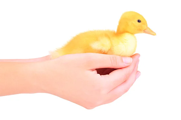 Cute duckling in hand isolated on white — Stock Photo, Image