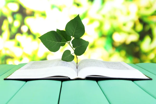 Livro com planta na mesa sobre fundo brilhante — Fotografia de Stock