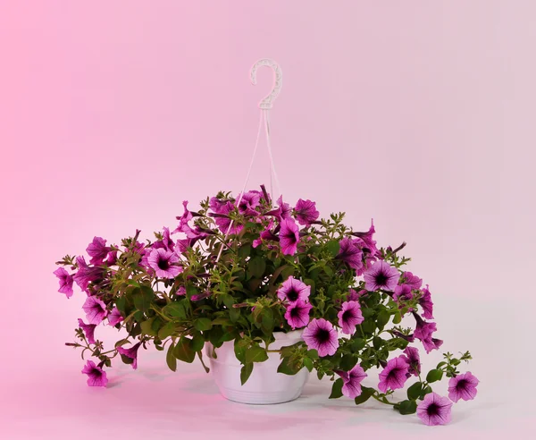 Purple petunia in flowerpot on light pink background
