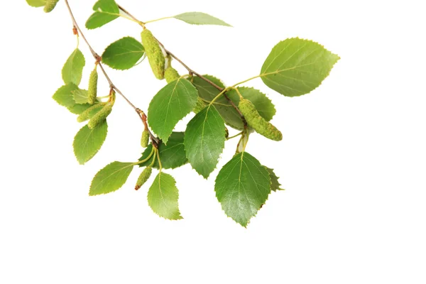 Πράσινο σημύδας φύλλα απομονωθεί σε λευκό — Φωτογραφία Αρχείου