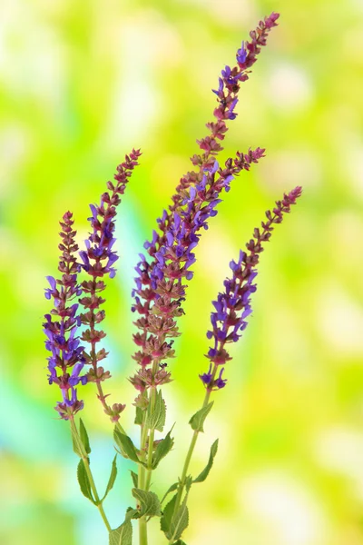 Flores de Salvia sobre fondo natural — Foto de Stock